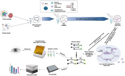 Development of a reverse transcription loop-mediated isothermal amplification based clustered regularly interspaced short palindromic repeats Cas12a assay for duck Tembusu virus